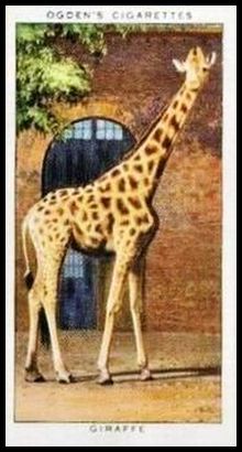 17 Giraffe